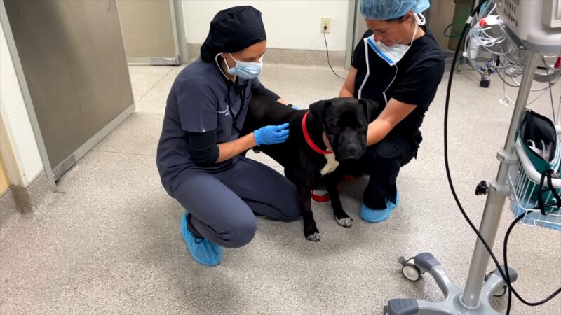 Pre-operative examination for a dog