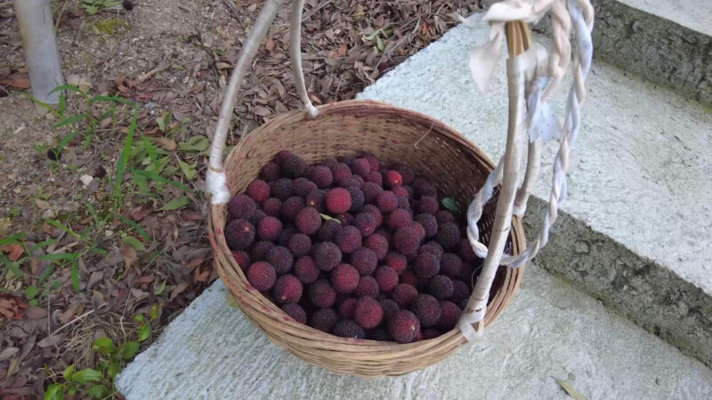 Chinese Bayberry - Fruit with Anti-Inflammatory Properties