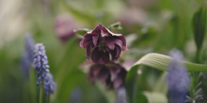 Comfrey Flower for Pain Relief