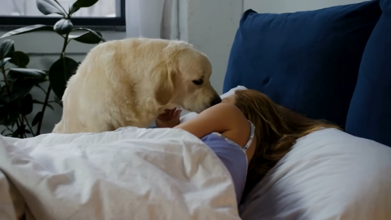 A Golden Retriever Gently Nudges a Woman Lying in Bed