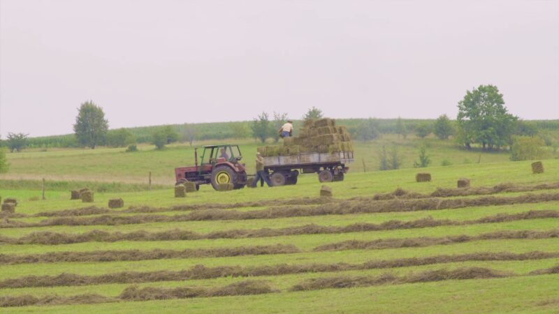 Farm Workers Stacking Hay Bales onto A Trailer in A Rural Field